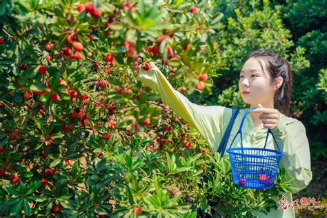 增城哪裏有摘楊梅的：探索楊梅的採摘之旅與當地風情